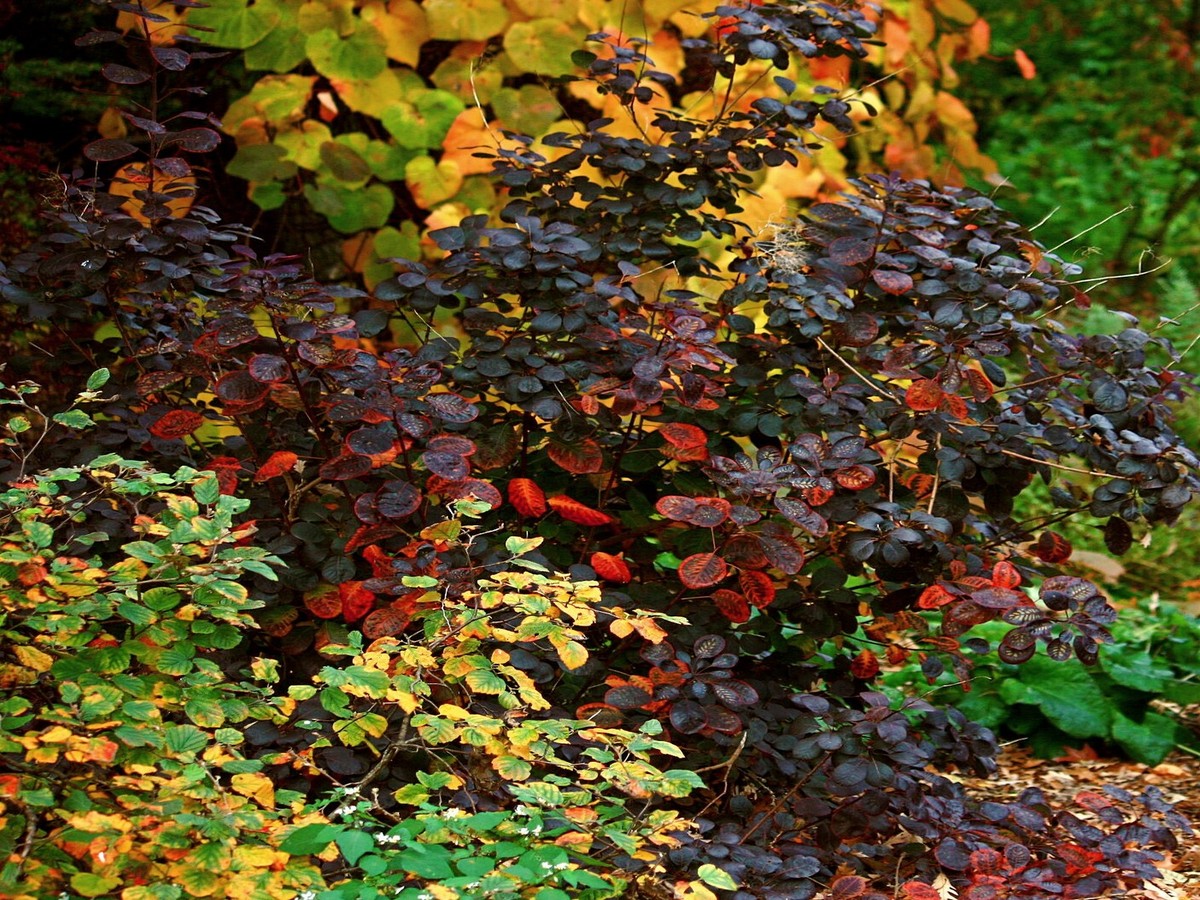 Colours of the woodlands - Margaret Shaw